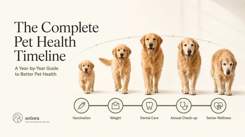 What to Expect at Every Pet Life Stage